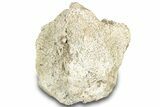 Bargain, Hadrosaur (Edmontosaurus) Vertebra Centrum - Montana #316914-1